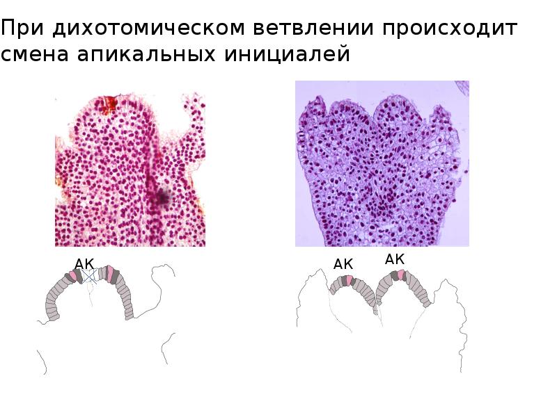При дихотомическом ветвлении происходит смена апикальных инициалей