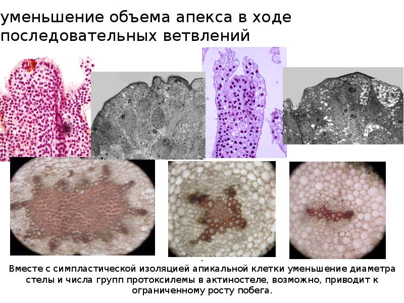 уменьшение объема апекса в ходе последовательных ветвлений