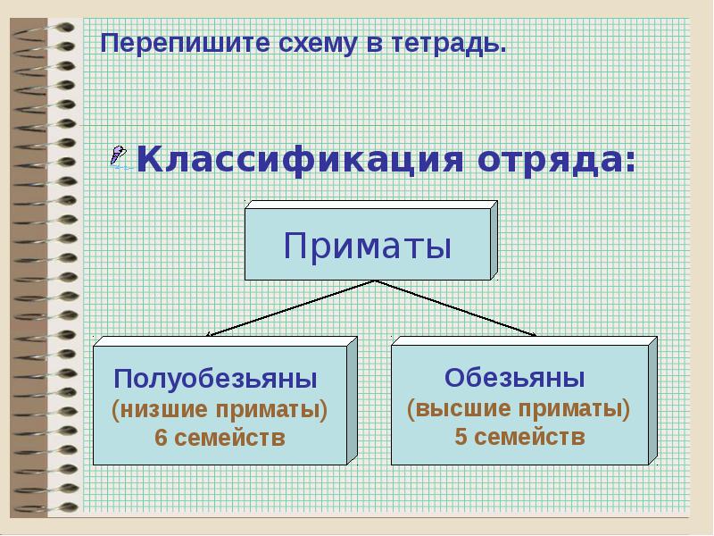 Схема классификация приматов