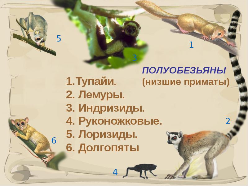 Презентация биология 8 класс 8 вид приматы