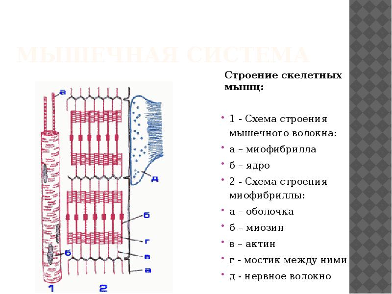 Схема строения мышечного волокна