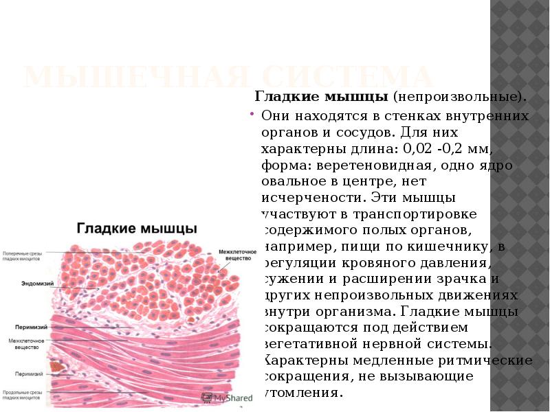 Стенки внутренних органов состоят из какой ткани