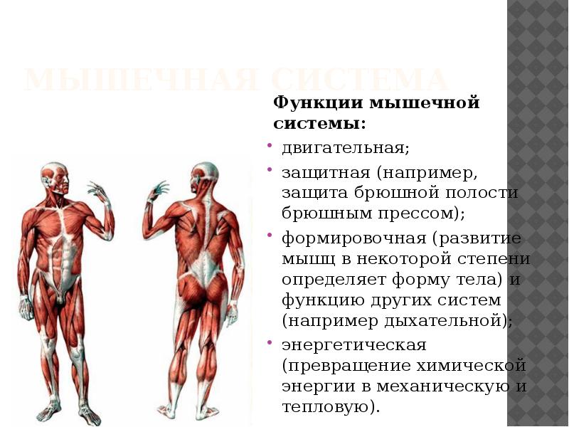 Работа и функции мышц. Функции мышечной системы. Опорно-двигательный аппарат и мышечная система. Двигательная функция мышц.