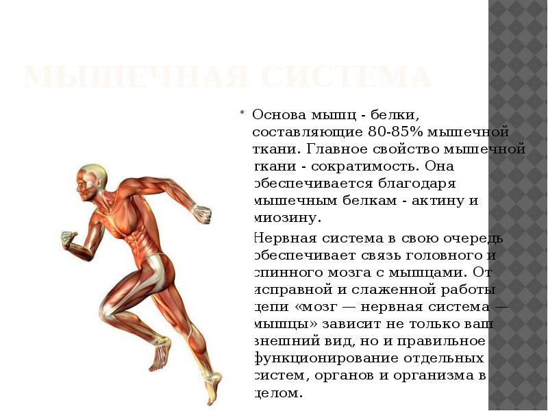 Главные свойства мышц