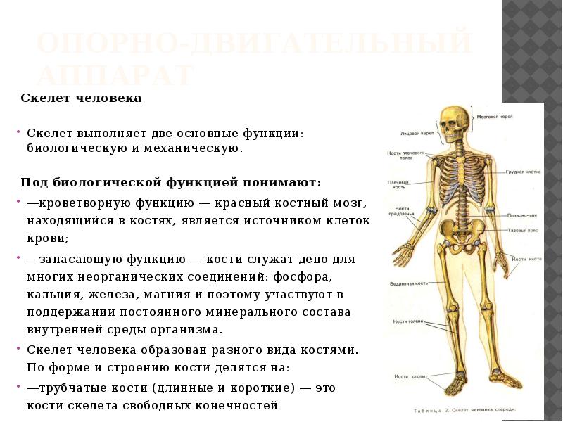 Значение скелета человека