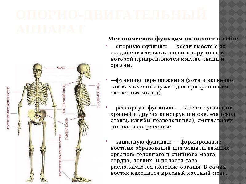 Опорная функция кости