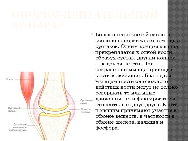 К костям скелета прикрепляются