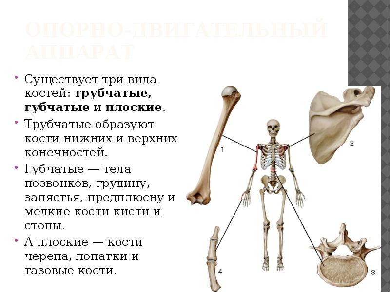 Какими костями образована вилочка. Губчатые и трубчатые кости человека. Трубчатые кости конечностей человека.