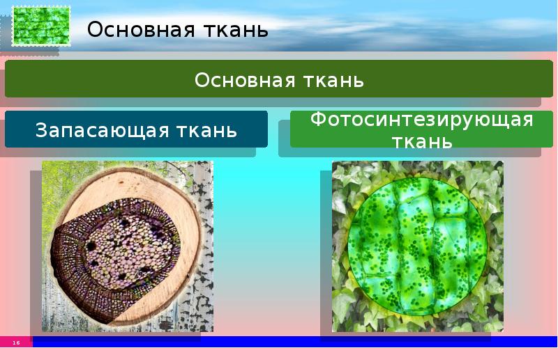 Растительные ткани 5 класс. Рыхлая ткань растений. Основные ткани растений презентация. Локализация основной ткани. Все ткани живых растений.