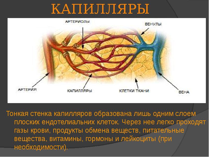 Образует стенки капилляров какая ткань