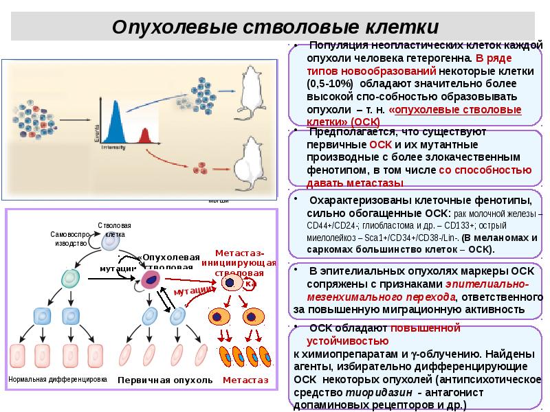 Дефекты процессинга и презентации опухолевых аг