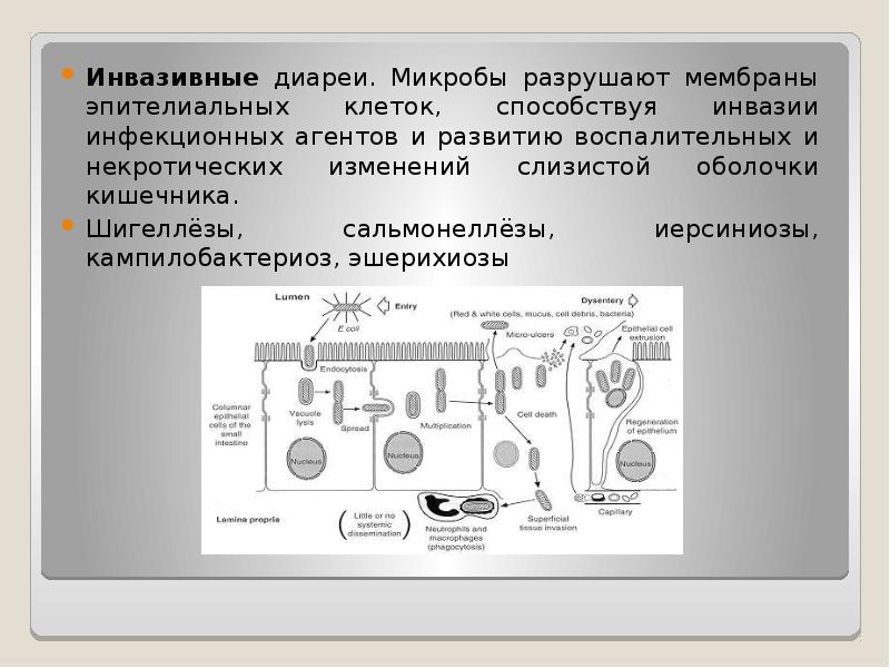 Дифференциальная диагностика диарей презентация