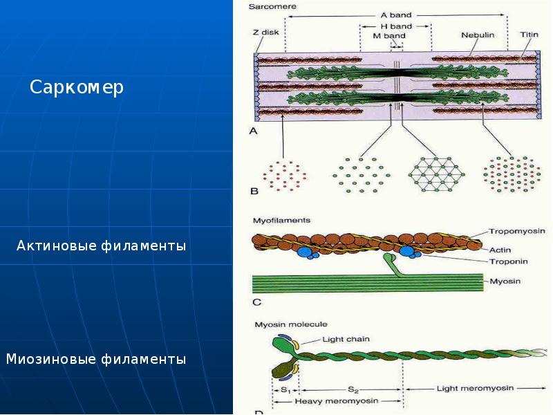 Типы скелетных мышечных тканей относительно актина презентация