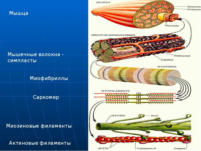 Мышечное волокно рисунок. Симпласт миофибриллы. Миозиновые волокна. Филаменты мышц. Промежуточные филаменты мышечных тканей.