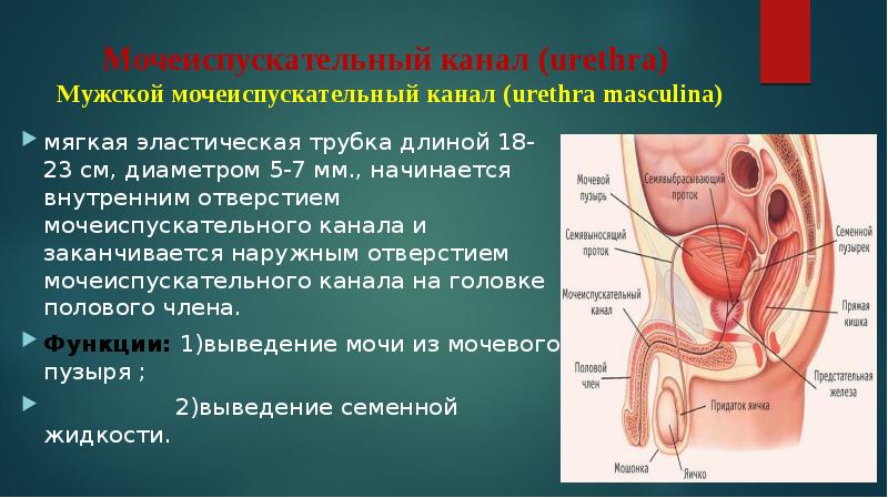 части уретры у мужчин анатомия. мужской мочеиспускательный канал. перепончатая часть мочеиспускательного канала. мочеиспускательный канал у мужчин. мочеиспускательный кана.