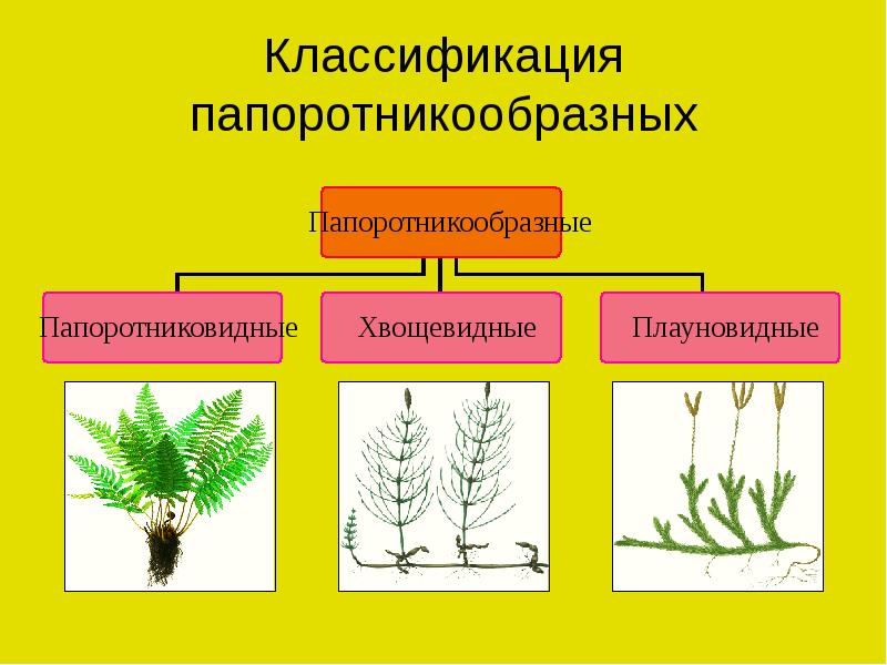 Общие признаки голосеменных и папоротникообразных растений