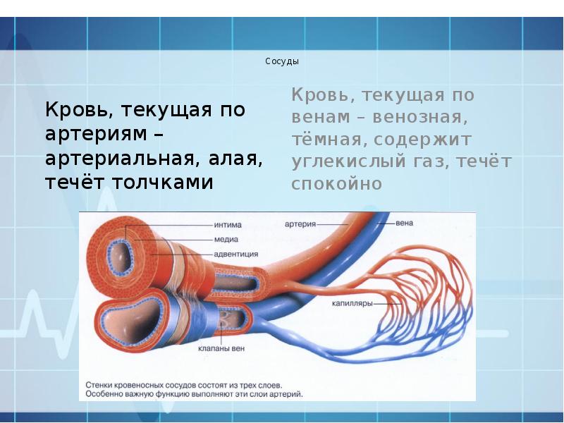 Кровеносная система человека презентация