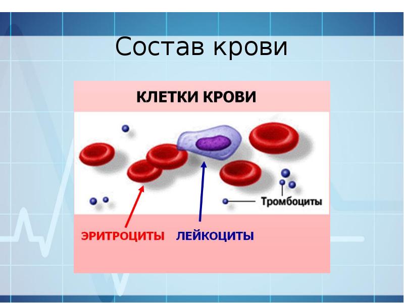 Эритроциты переносят кислород. Строение крови человека. Кровь состав крови. Кровь человека состоит из. Из чего состоит кровь человека.