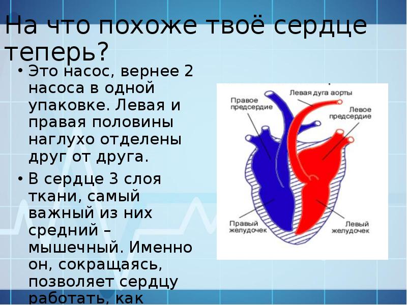 Презентация на тему кровеносная система на английском. Правая половина сердца содержит. Правая половина сердца заполнена.