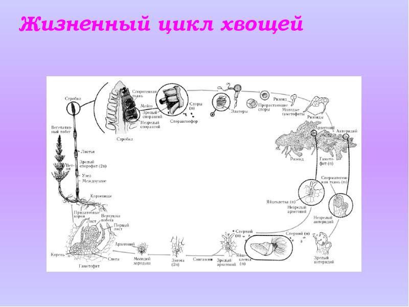 Цикл развития хвоща схема с набором хромосом