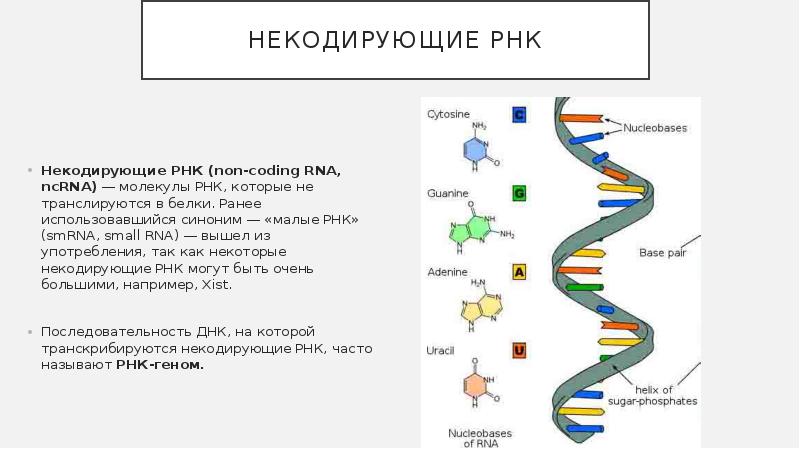 Длинные некодирующие рнк