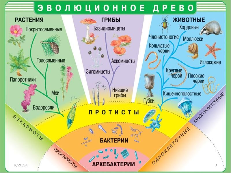 Схема развития растительного организма