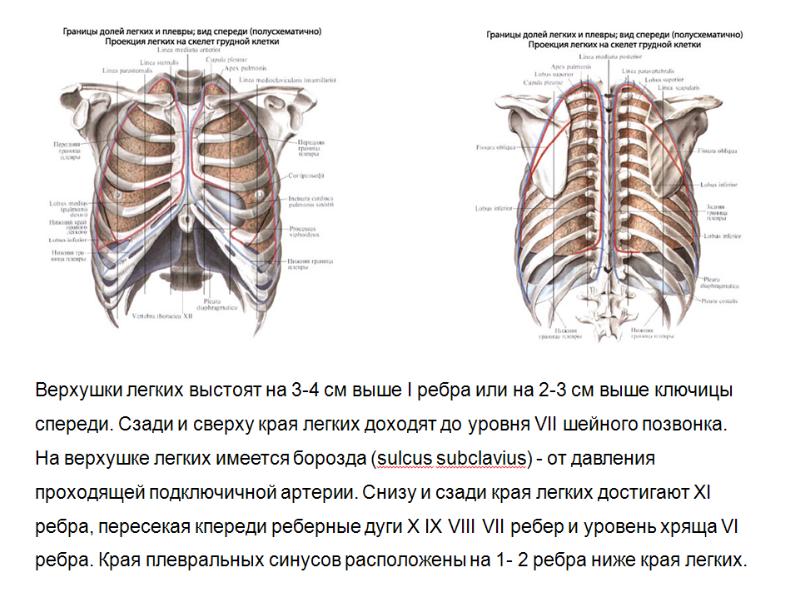 Где находятся легкие у человека спереди или сзади фото женщины