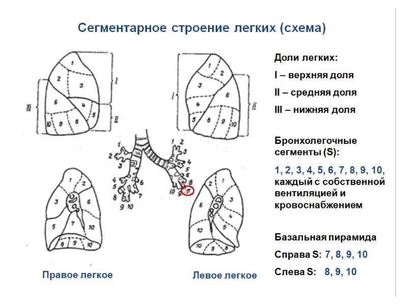 Сегментарное строение легких схема