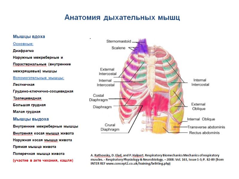 Физиология дыхания презентация анатомия