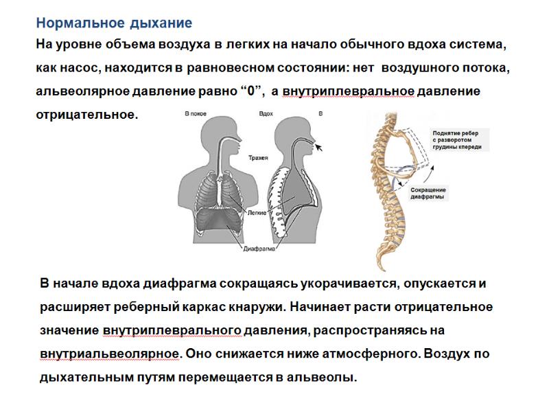 Физиология дыхания презентация анатомия