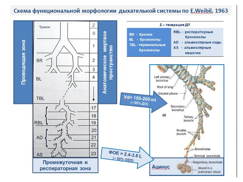 Физиология дыхания презентация анатомия