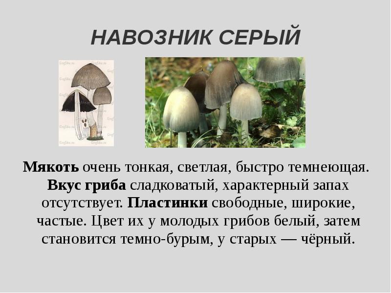 Белый навозник гриб фото и описание КОПРИНУС НАВОЗНИК ЛОХМАТЫЙ Coprinus comatus