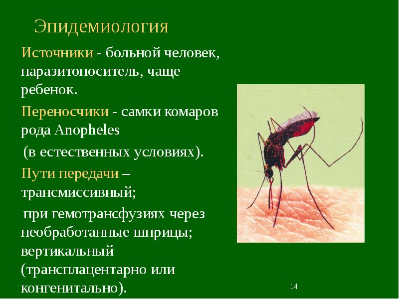 Презентация на тему малярия инфекционные болезни