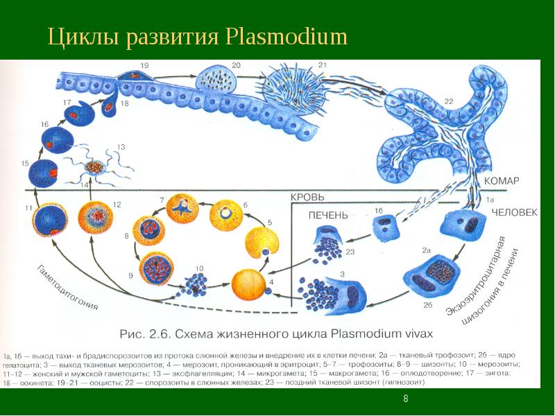 Цикл развития малярийного плазмодия схема 7 класс