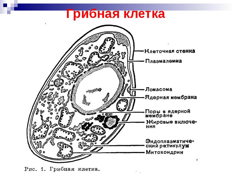 Грибная клетка презентация