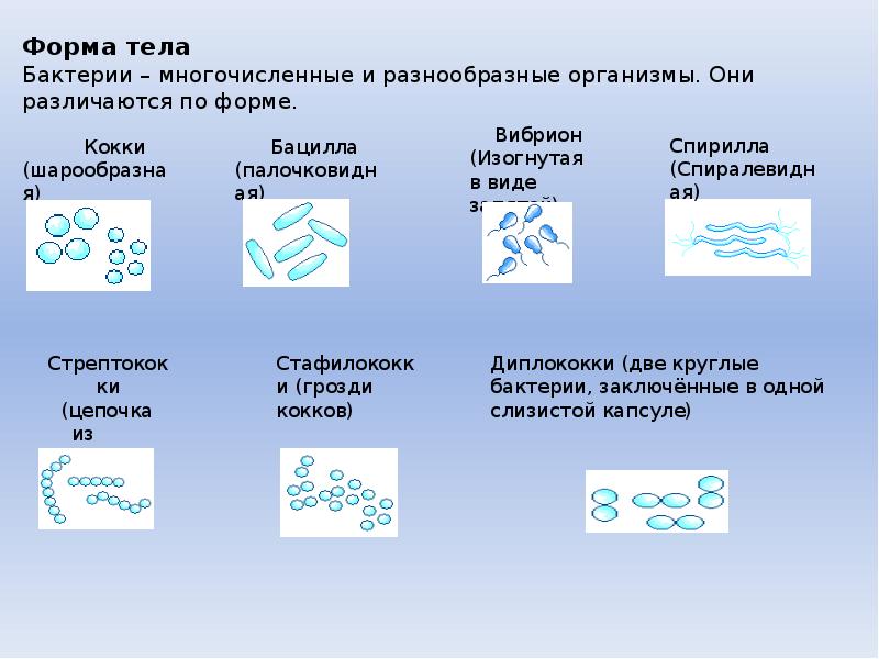 Схема значение бактерий