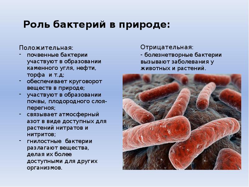 Какую роль бактерии играют в природе 7
