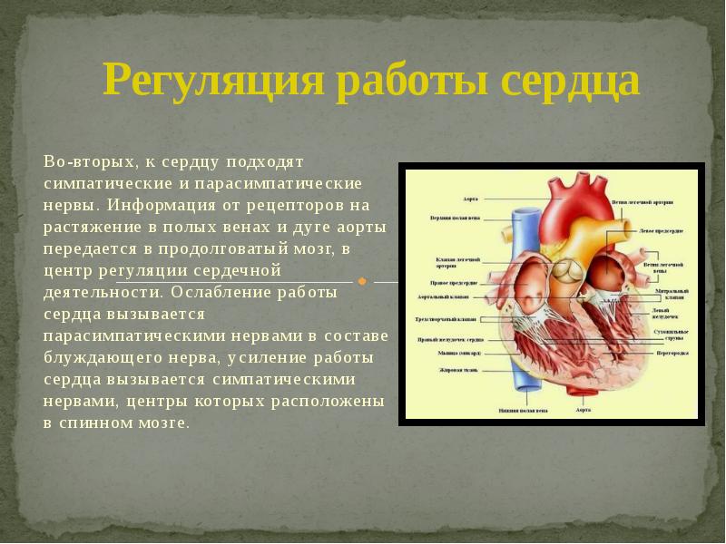 Проект работа сердца