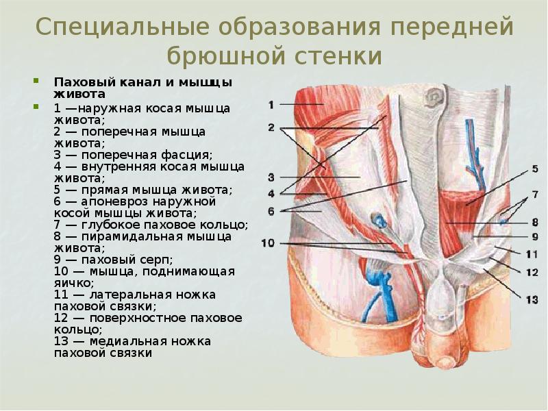 Стенки пахового канала