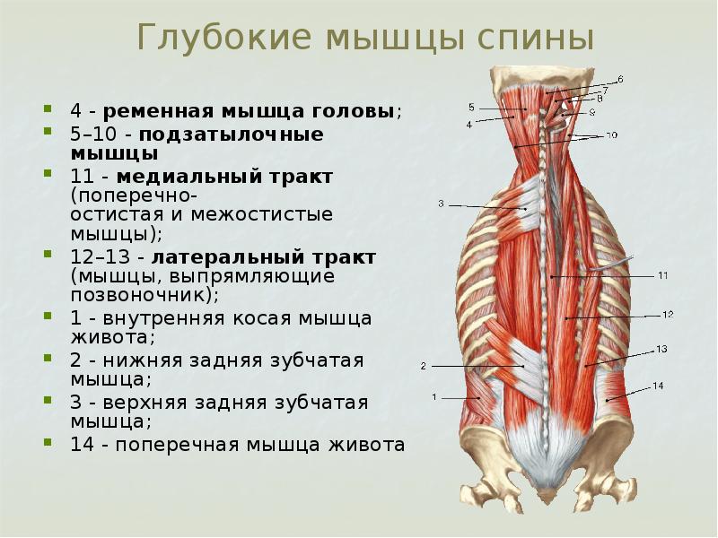 Мышца выпрямляющая позвоночник латынь