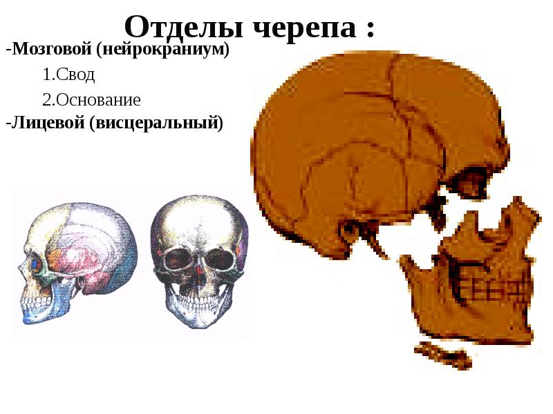 Мозговой череп презентация