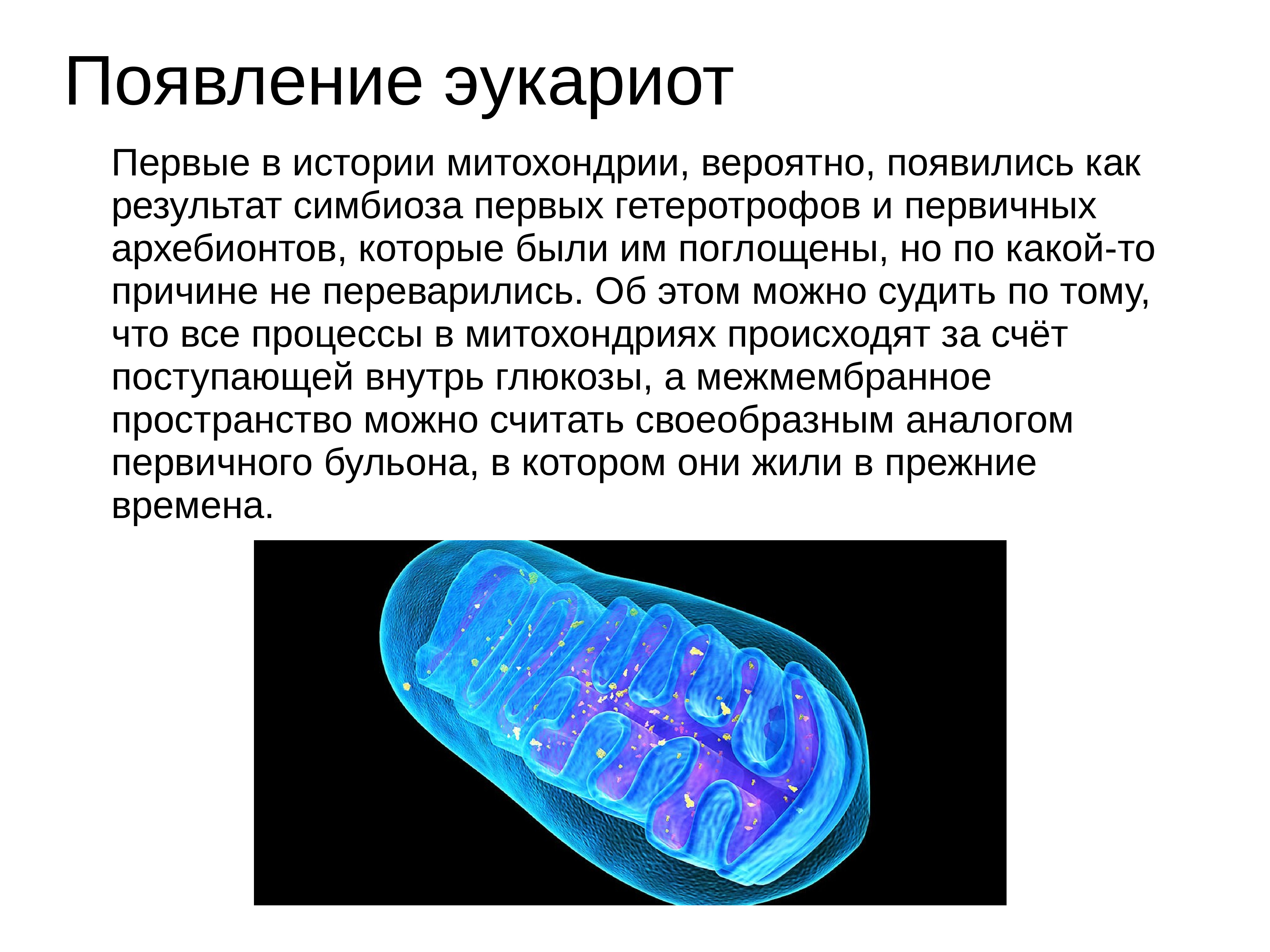 Эукариот. Эукариоты виды. Возникновения эукариот какой период. Эры, в которых появились эукариоты.