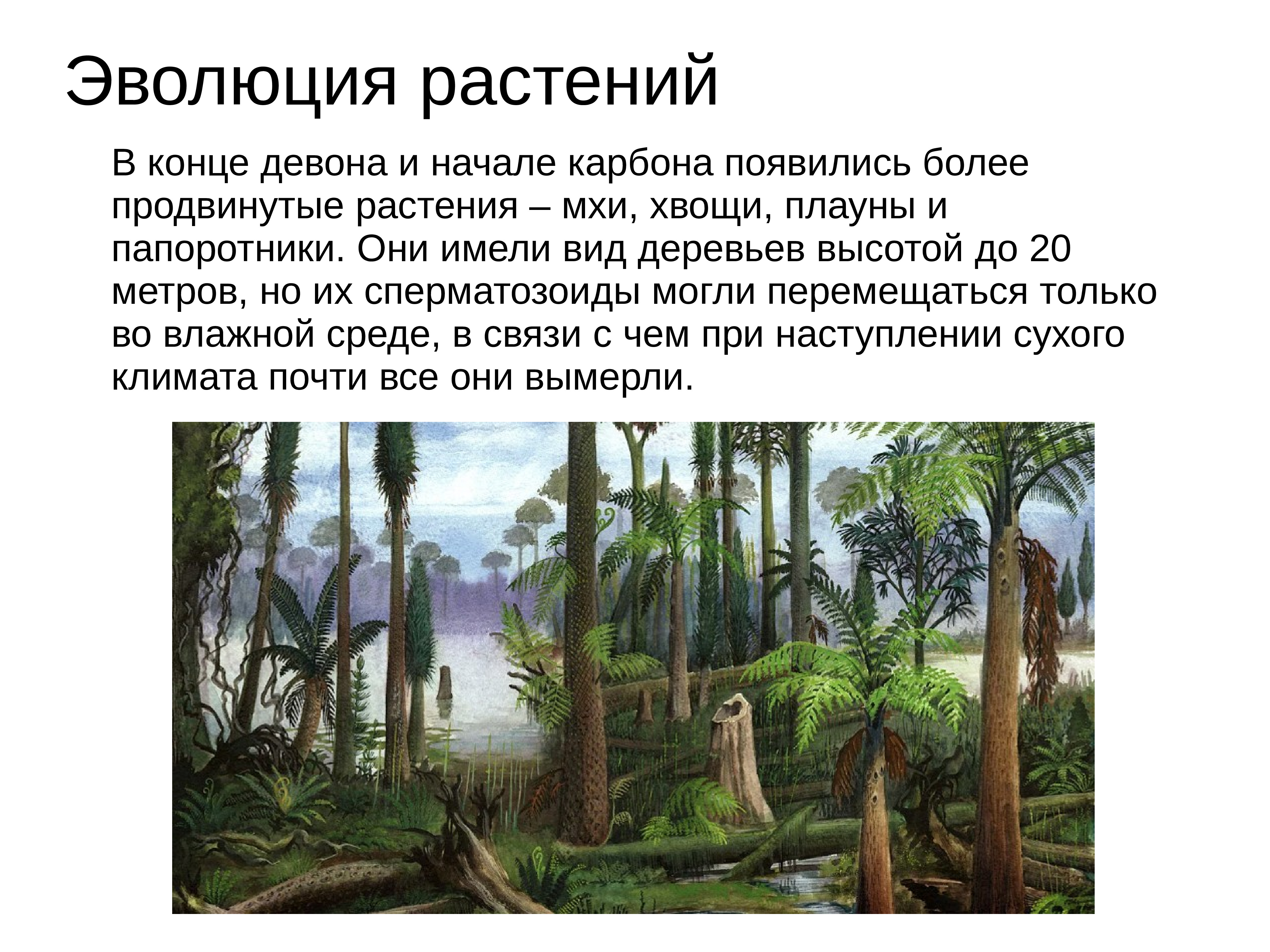 Сообщение о периоду. Эволюция. Растения. Этапы эволюции растительного мира. Эволюция растений презентация. Основные этапы развития растений.