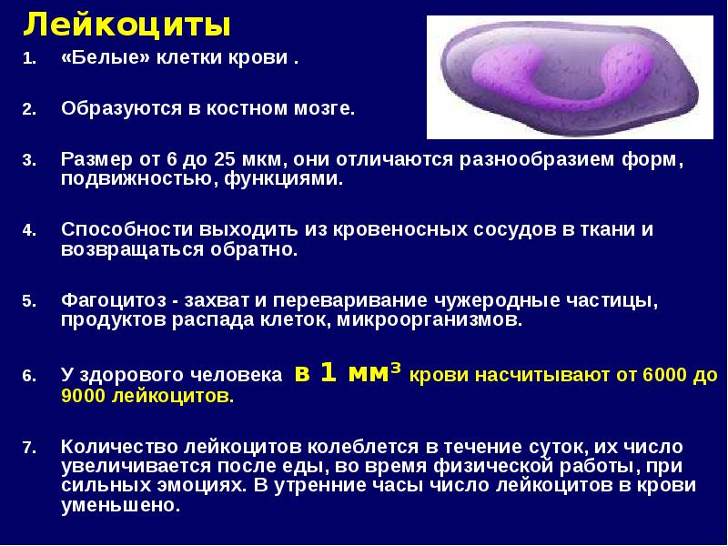 Лейкоциты не имеют постоянной формы