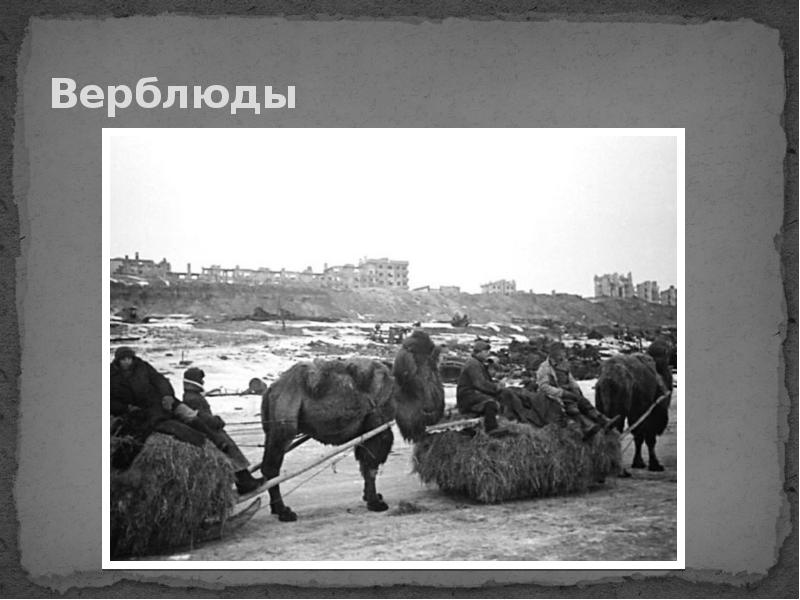 Животные во время великой отечественной. Верблюды в Великой Отечественной войны 1941-1945. Верблюды в годы войны 1941-1945. Верблюды в ВОВ 1941-1945 гг Астрахань. Верблюды на войне 1941-1945 фото.