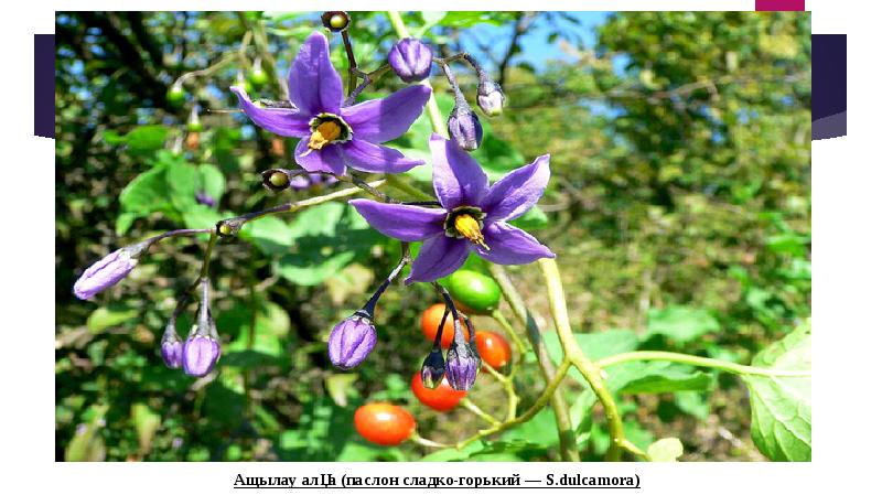 Мәдени өсімдіктер презентация