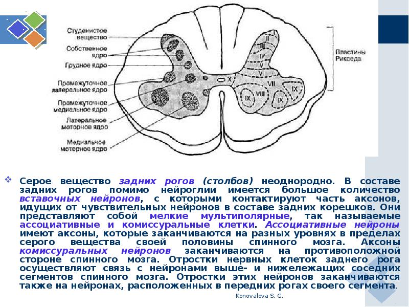 Задние рога спинного мозга