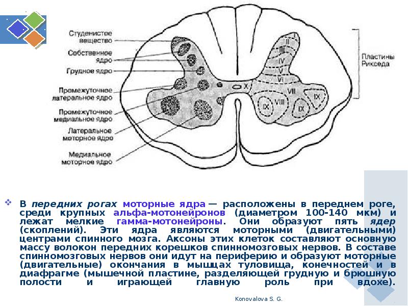 Передние рога образованы