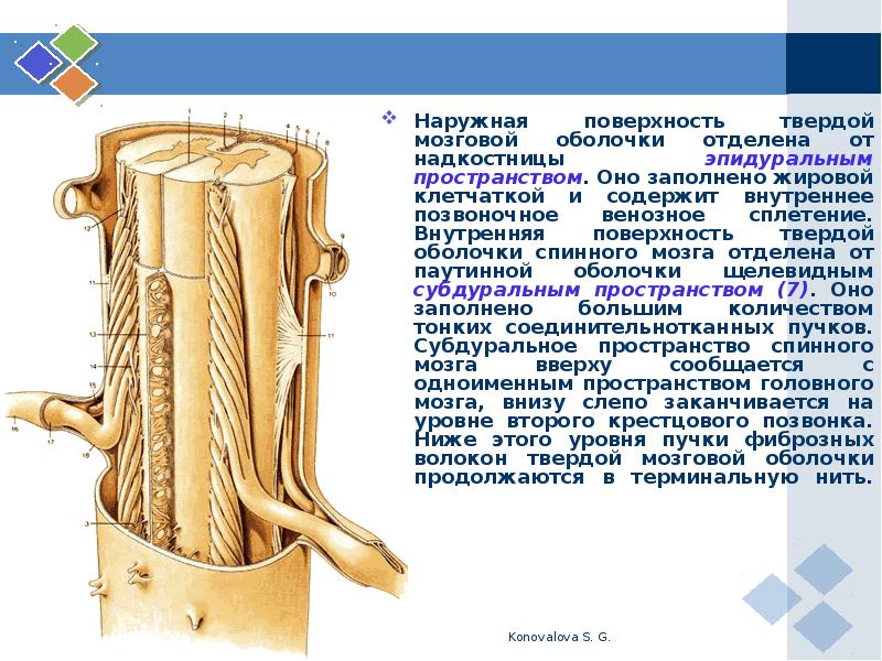 Спинной мозг оболочки. Надкостница спинного мозга. Надкостница позвонков. Твёрдая мозговая оболочка спинного мозга. Анатомия эпидурального пространства.