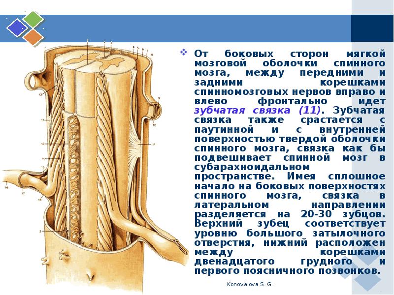 Воспаление нервных корешков